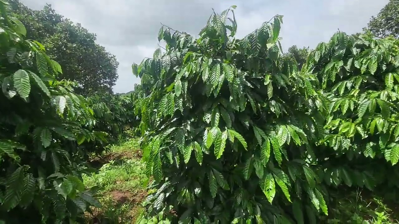 Nó ngan hang bán giá rẻ. 4.2ha.giá chỉ 1ty500.tr.một ha.LH 0975 582 442. 