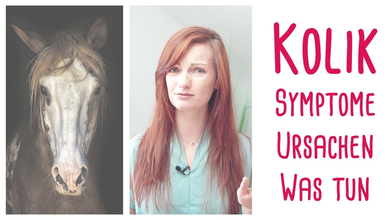 Kolik beim Pferd: Ursachen, Symptome, Verhalten