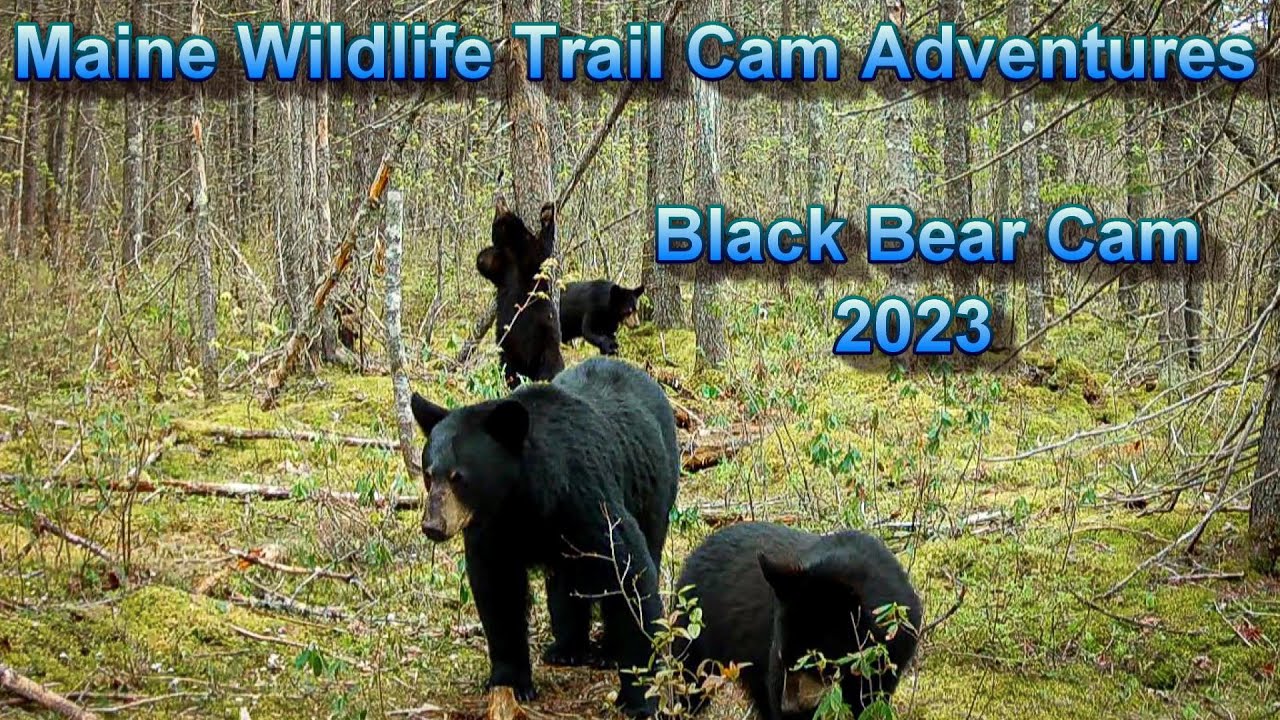 Wildlife Trail Cam Videos | Bear Cam 2023 | Epic Trail Cam Footage!