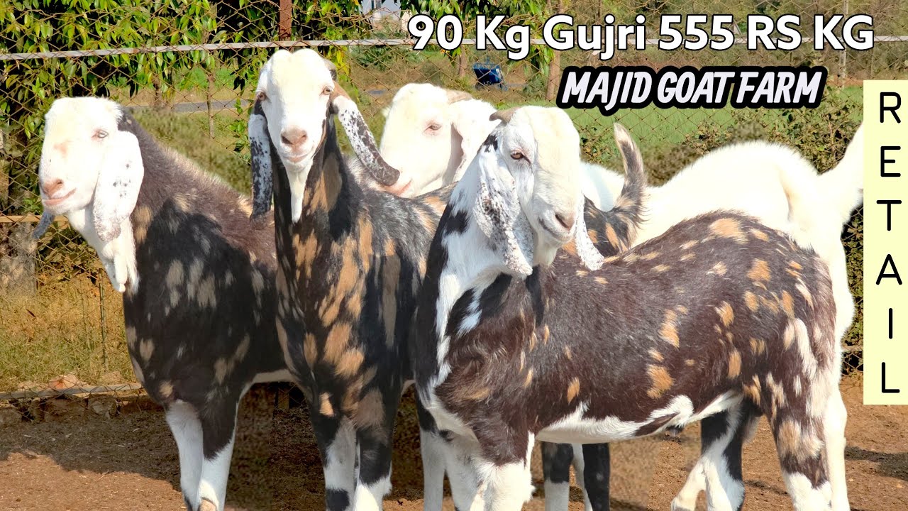 90 KG GUJRI ONLY 555/RS KG | BY MAJID GOAT FARM NAGDA | FAIZAN BHAI | BOOK NOW 
