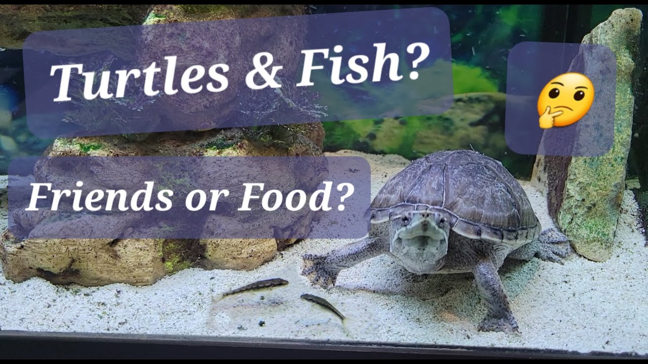 Turtles with Algae Eaters?
