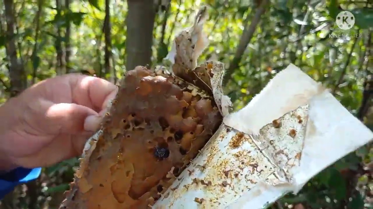 Transferência de abelhas jataí...(Captura em caixinha de leite)!!🐝🐝