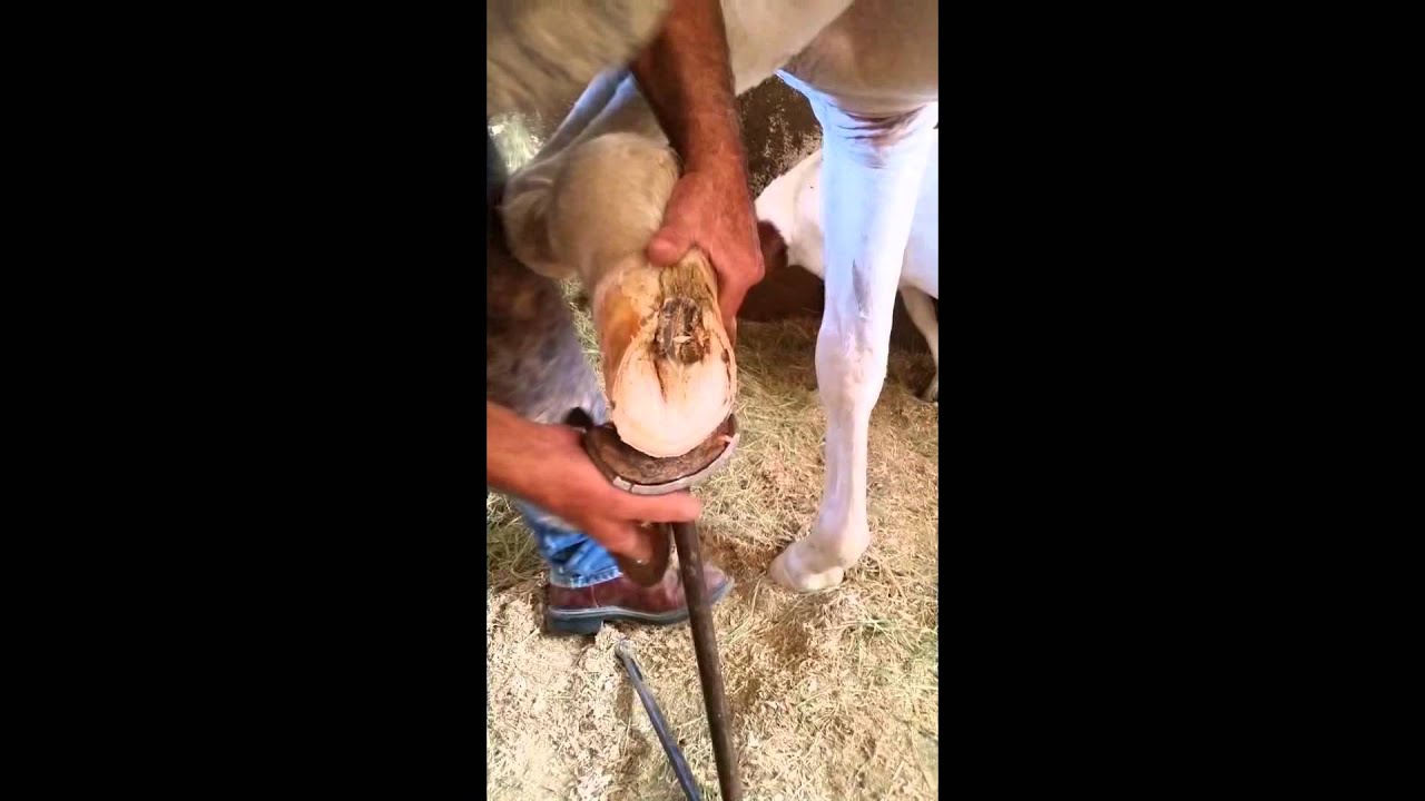 Corrective Shoeing - Broken Down Fetlock - 2015