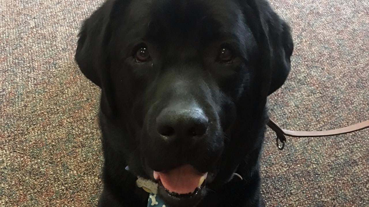 Therapy Dog Comforted Larry Nassar's Victims as They Testified Against Him