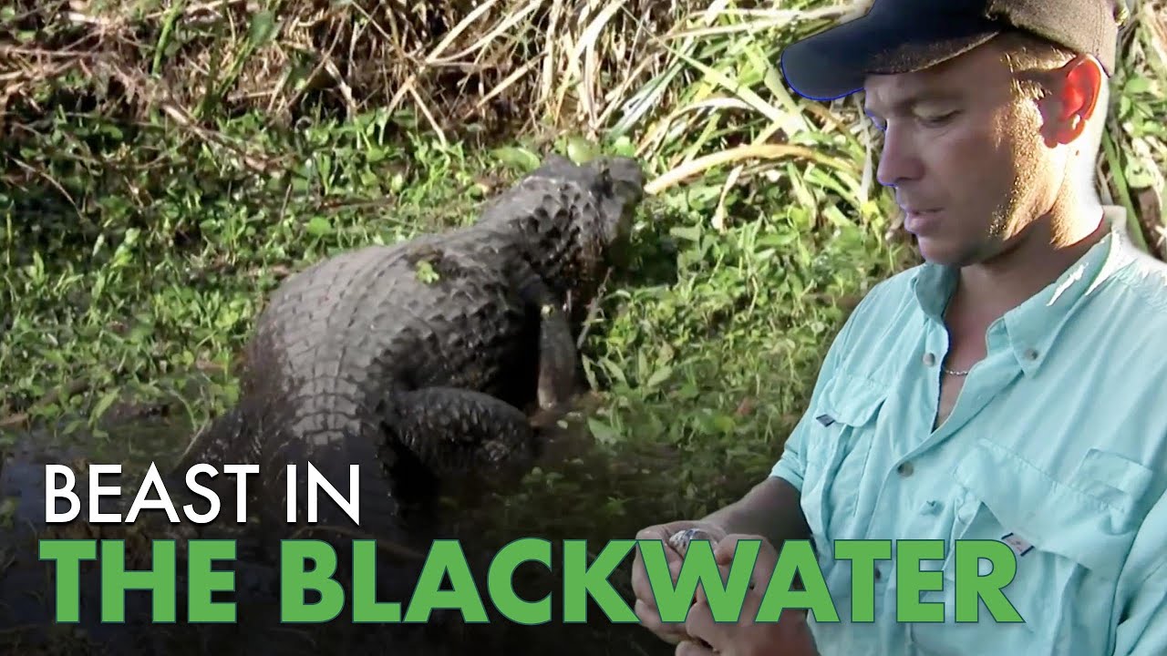 Black Cayman Night Hunt Deep in Amazon Blackwater | Python Hunters