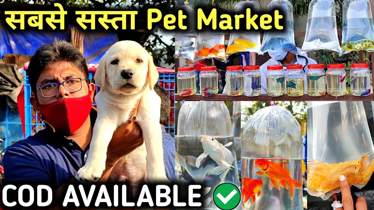 India Biggest Cheapest Pet Market | Cheapest Dog Market | Galiff Street Pet Market | Recently Video