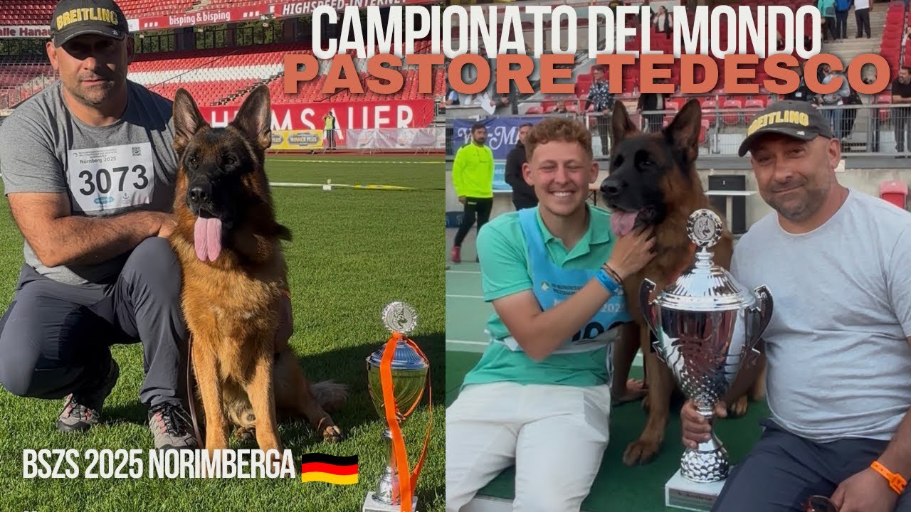 🏆BSZS 2025 🇩🇪 Campionato del Mondo 🌏 Pastore Tedesco