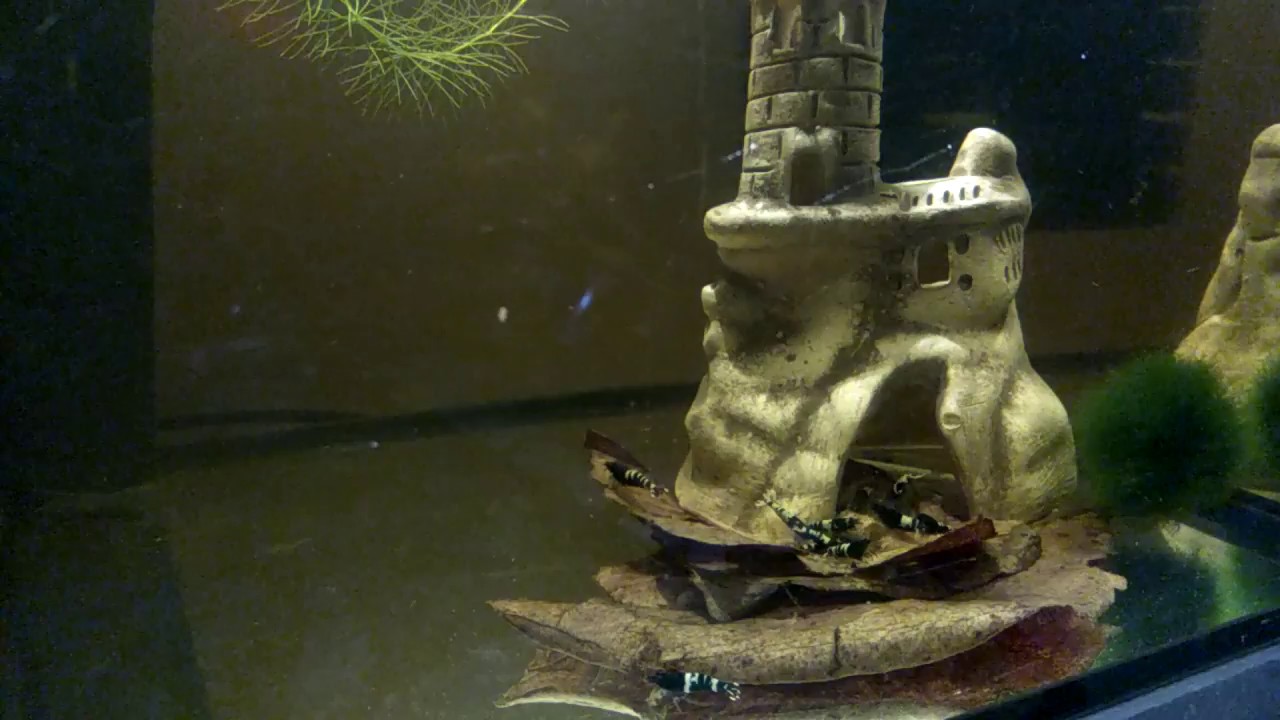 Black pinto shrimps met BorneoWild Barley first :)