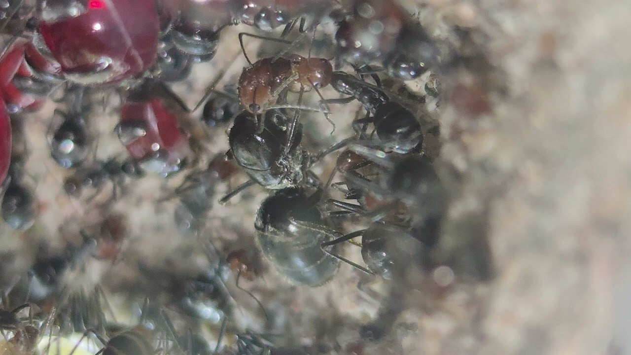 Myrmecocystus Placodops