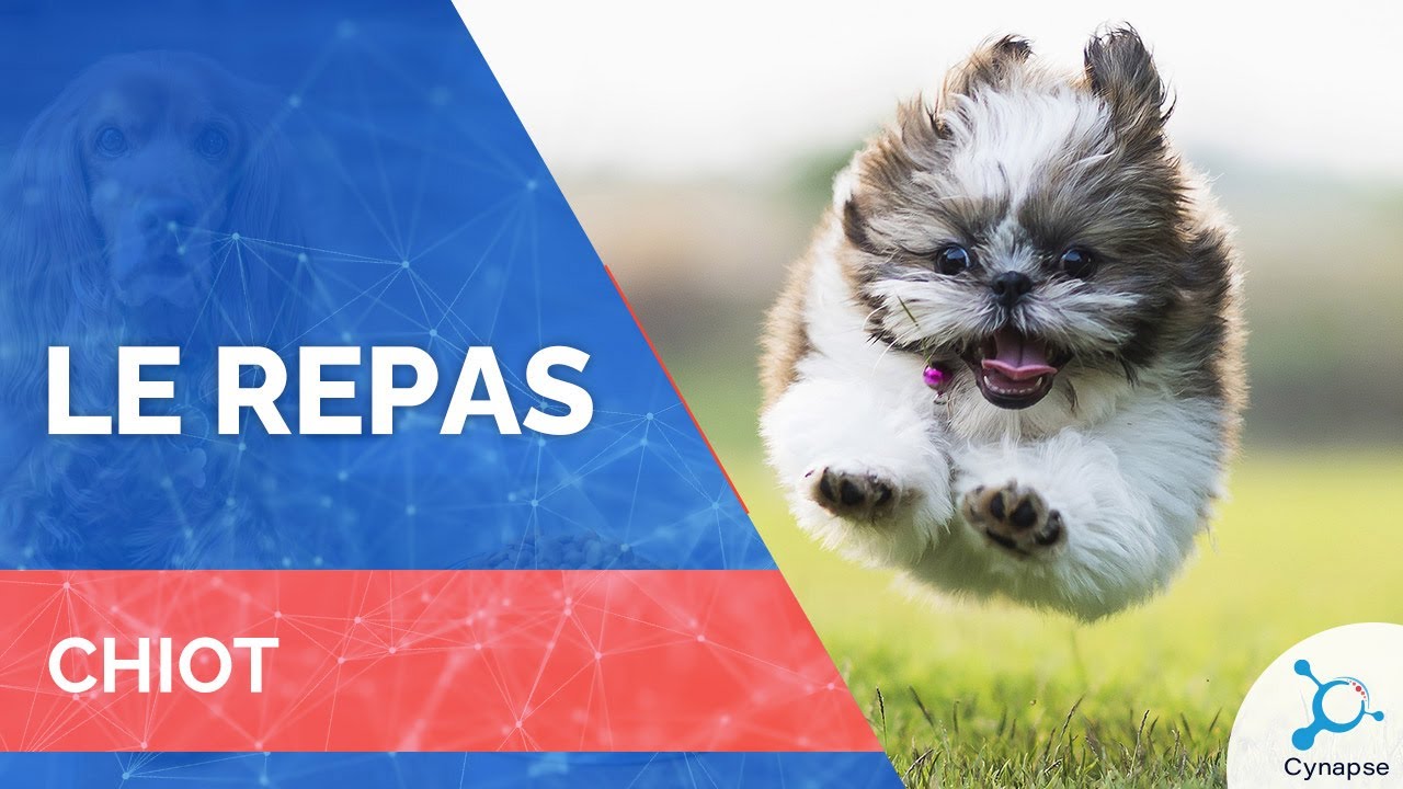 Le Repas - CHIOT
