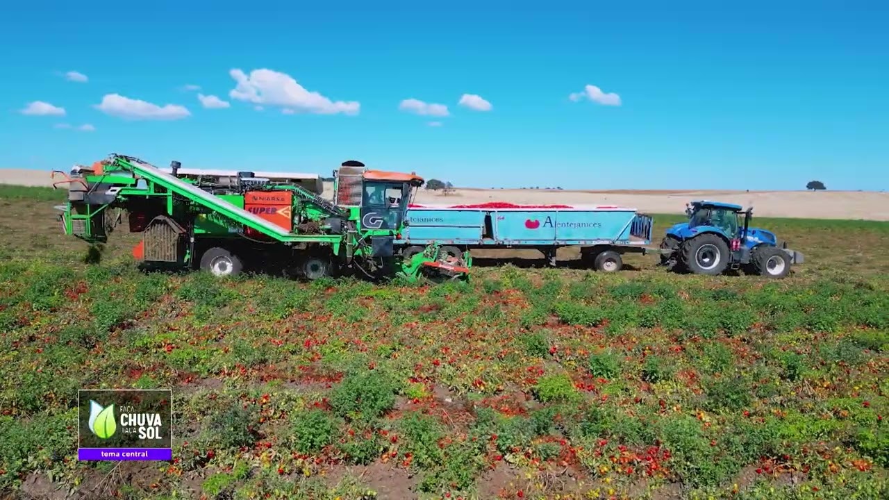 Reportagem Faça Chuva Faça Sol sobre a produção de tomate para a indústria