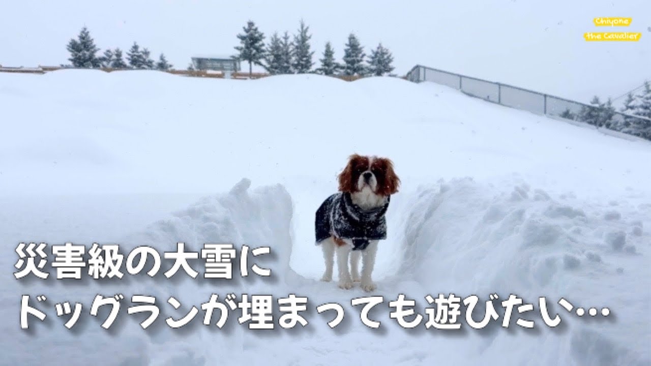 ストレス対策でドッグランに迷路を作ったら - 北海道、冬のドッグラン事情