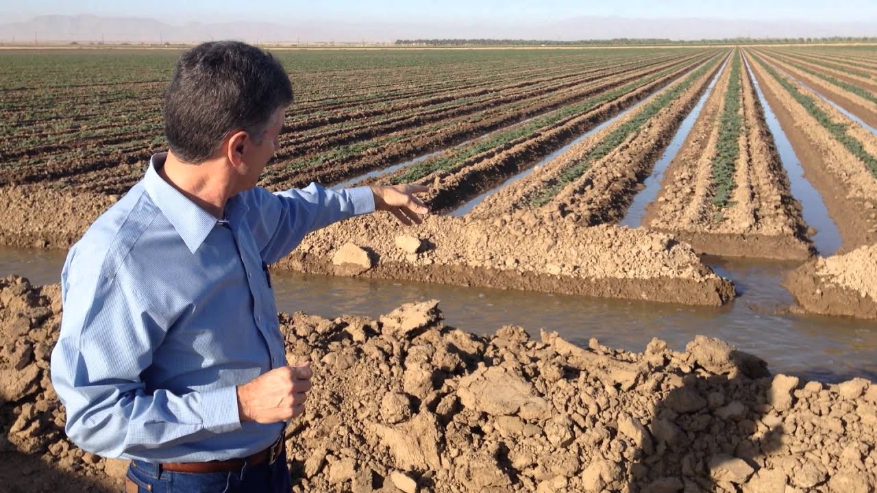 Melon Irrigation