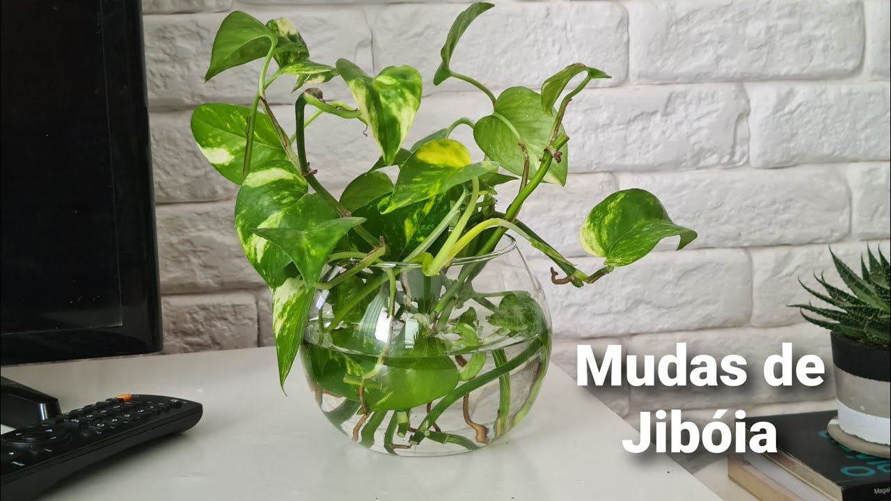 FAZENDO MUDAS DA PLANTA JIBOIA ( NA ÁGUA)