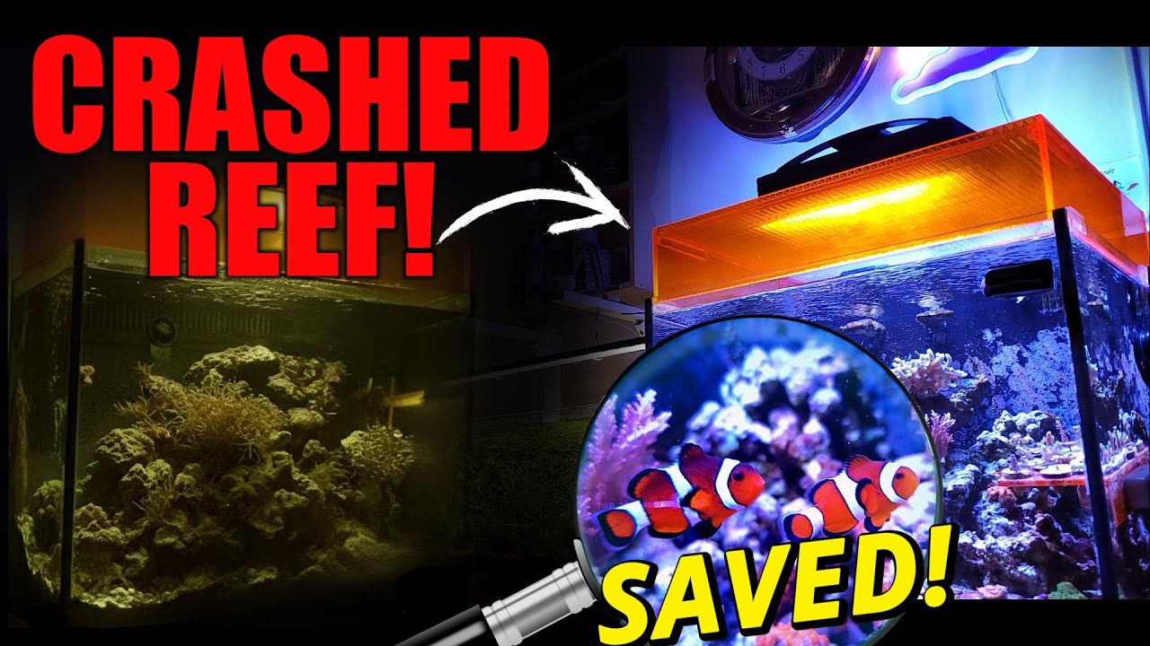 Nano Reef Disaster to Thriving Tank | How I Saved My Reef