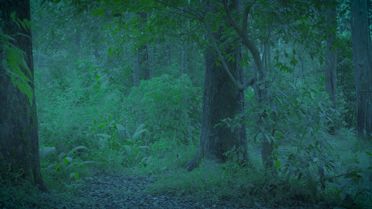 Morning Birdsong Harmony • Gentle Awakening for the Soul