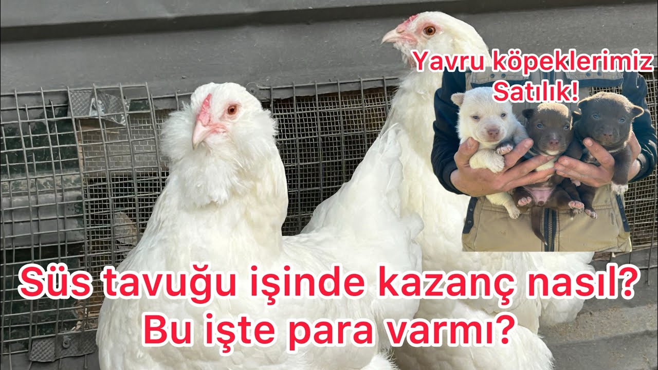 YOK ARTIK TAVUĞA BU VERİLİR Mİ DEDİRTECEK BİŞRY VERDİM TAVUKLARA😀😀~ YAVRU KÖPEKLERİMİZE BAKIN‼️‼️