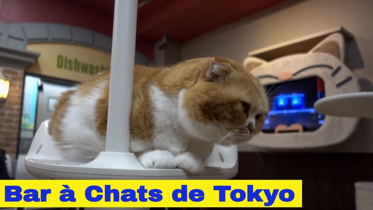 Tokyo Cafés à Chats : Le paradis félin idéal pour les amoureux des chats au Japon