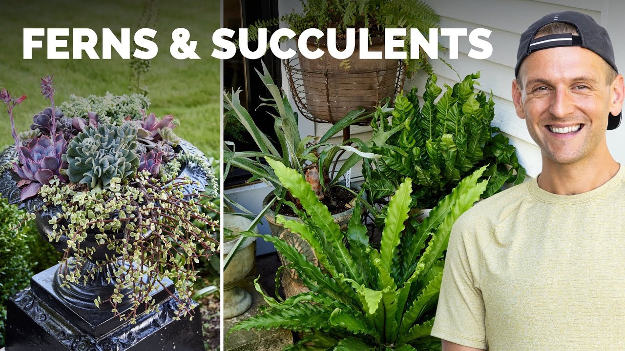 Putting Ferns on My Back Patio, Creating a Succulent Planter, and more garden tasks!