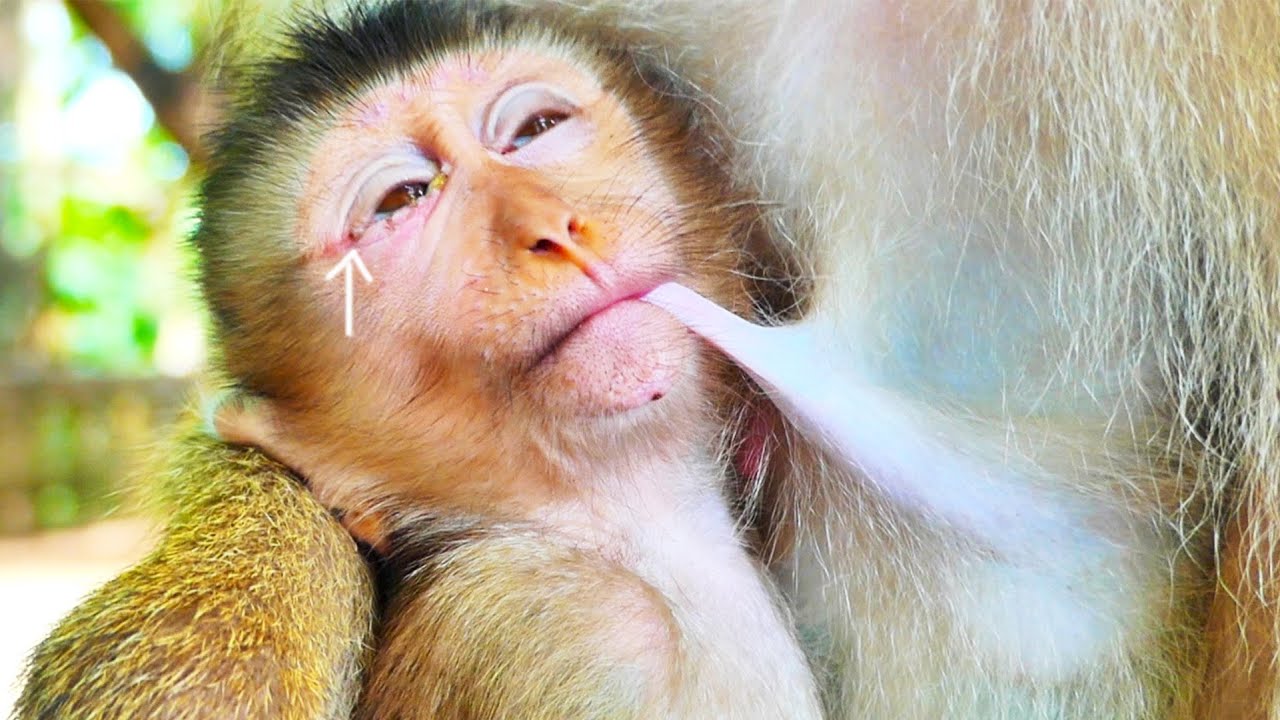 P...oor little baby monkey SACKY gets eyes sick because his eyes are s...wollen a few days ago