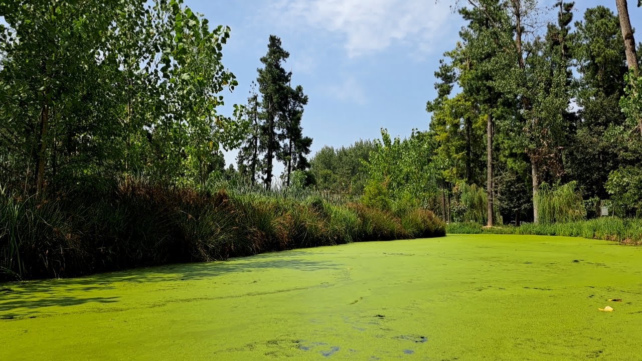 🚣‍♂️🌸 Floating Through a Green Lagoon | Calm River Ambience & Riverside Woods from a Pedal Boat🌲