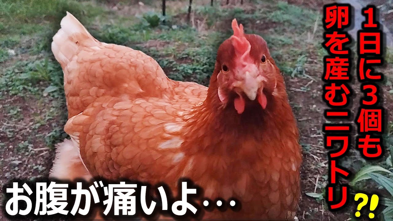 お腹が痛いと訴えるニワトリ。1日に3個も卵を産みました…　#43