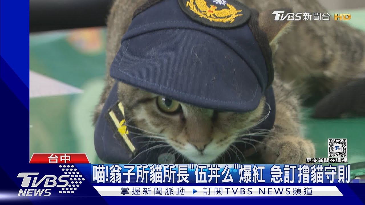 喵!翁子所貓所長「伍丼么」爆紅 急訂撸貓守則｜TVBS新聞 @TVBSNEWS01