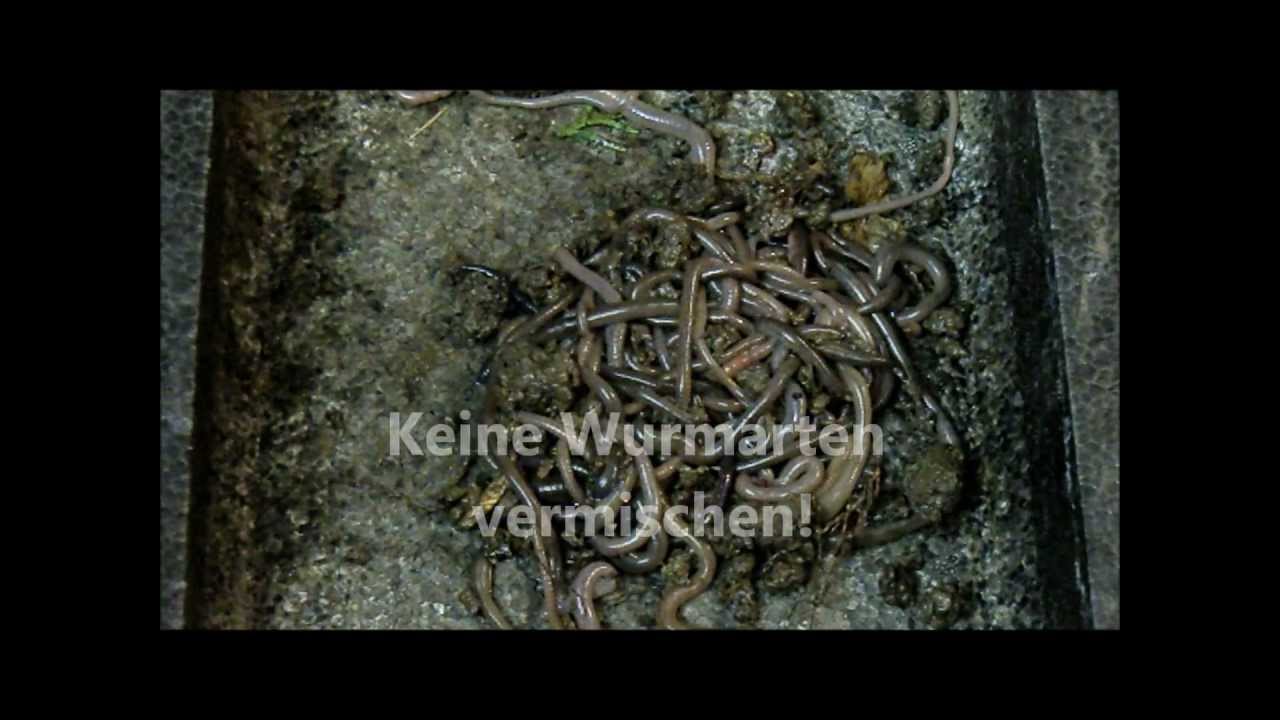 Blog: Herstellen einer Wurmfarm