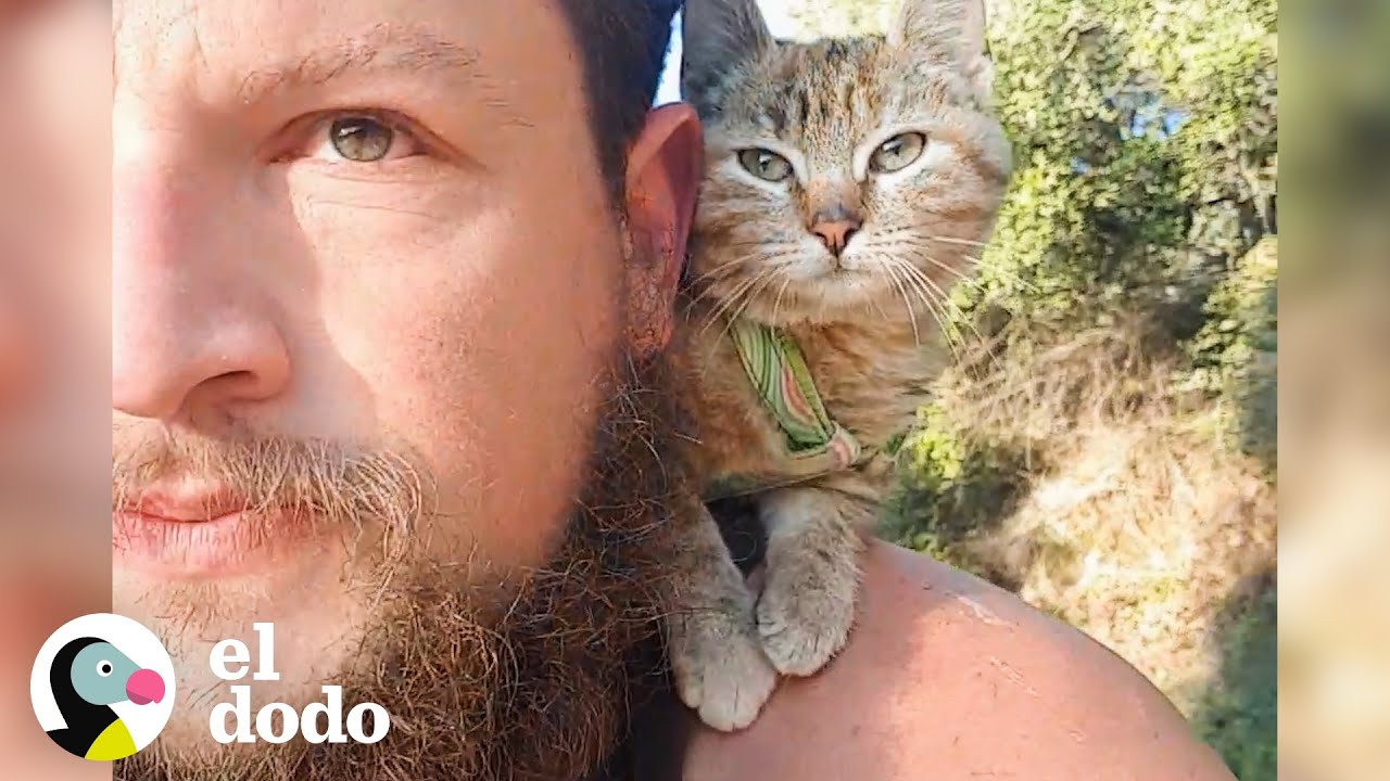 Hombre es adoptado por una gatita mientras viaja el mundo | El Dodo