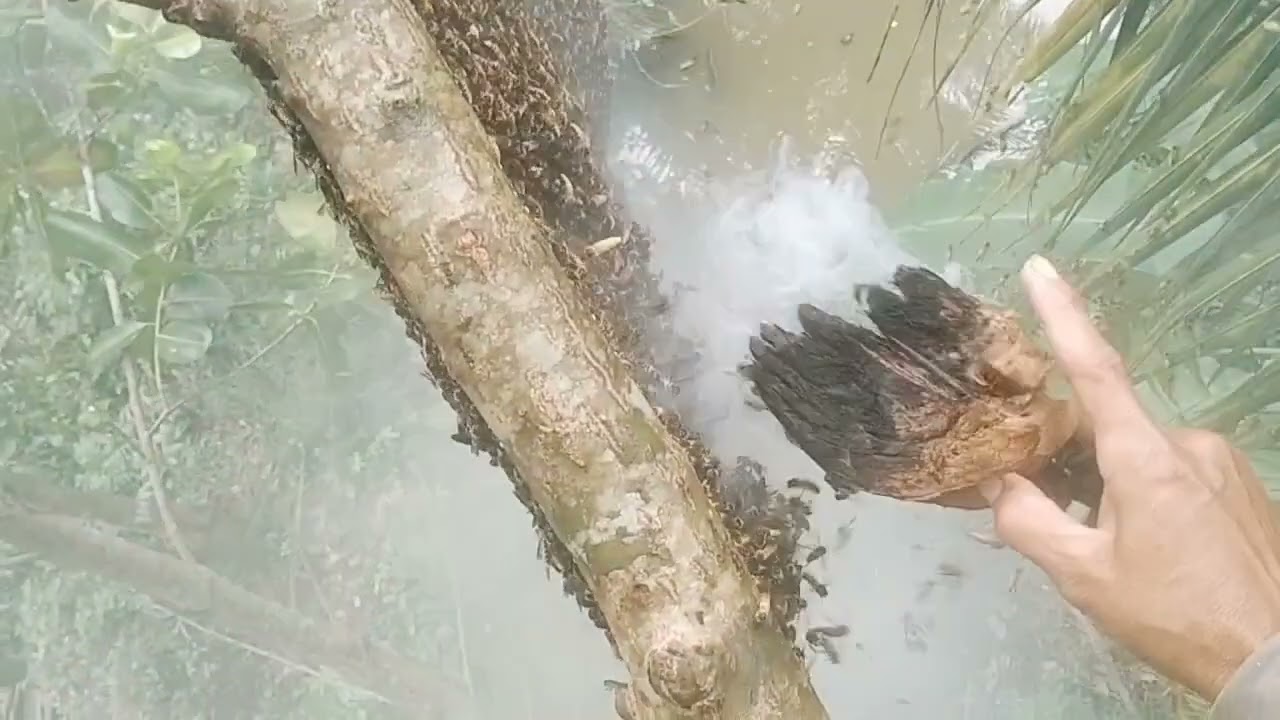 mưa bão quá có mật lại vậy là ổn rồi cả nhà ơi 