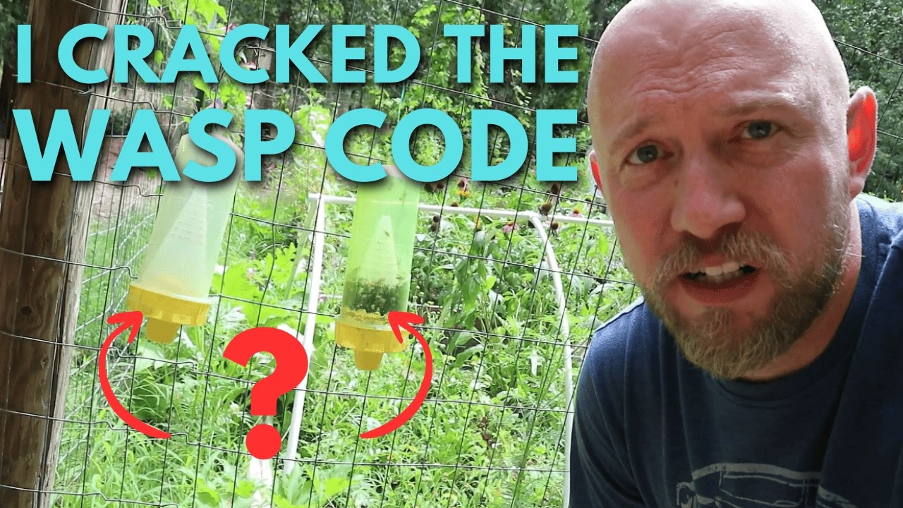 I tested the best FREE wasp baits!
