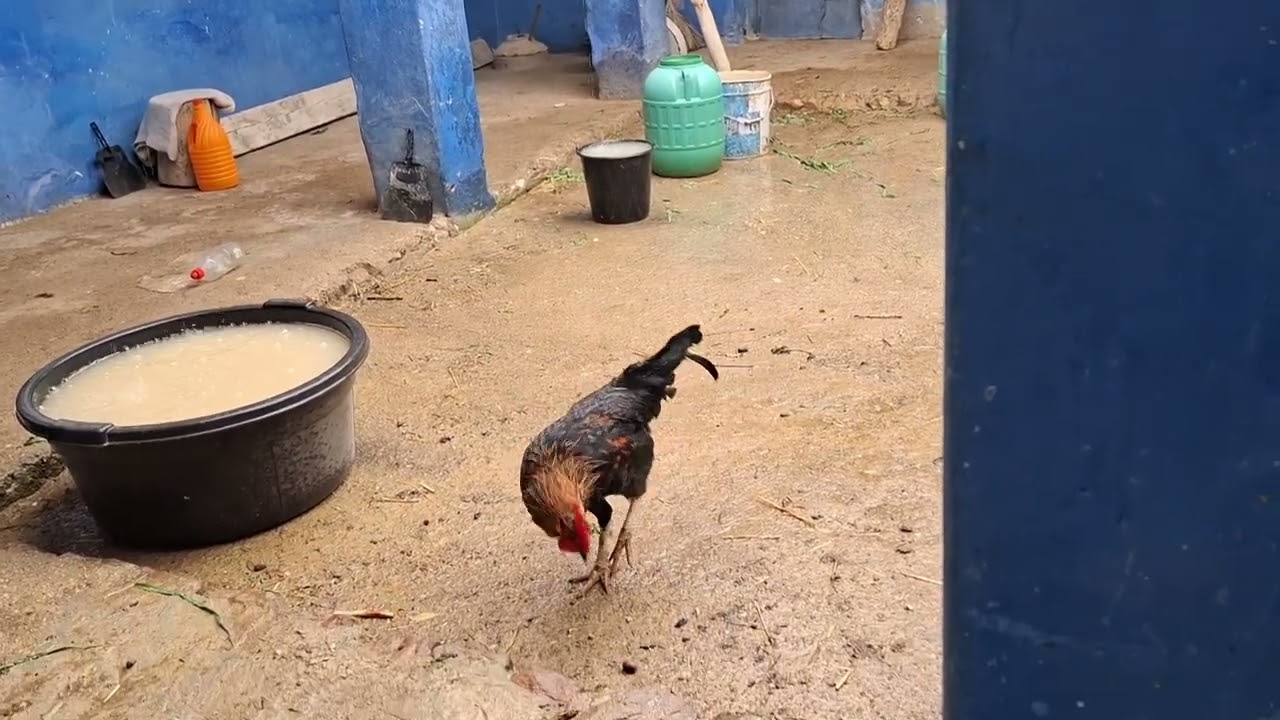 أمطار الخير على دوار فراطو جماعة بني عبد الله إقليم الحسيمة🌧🌿🌲