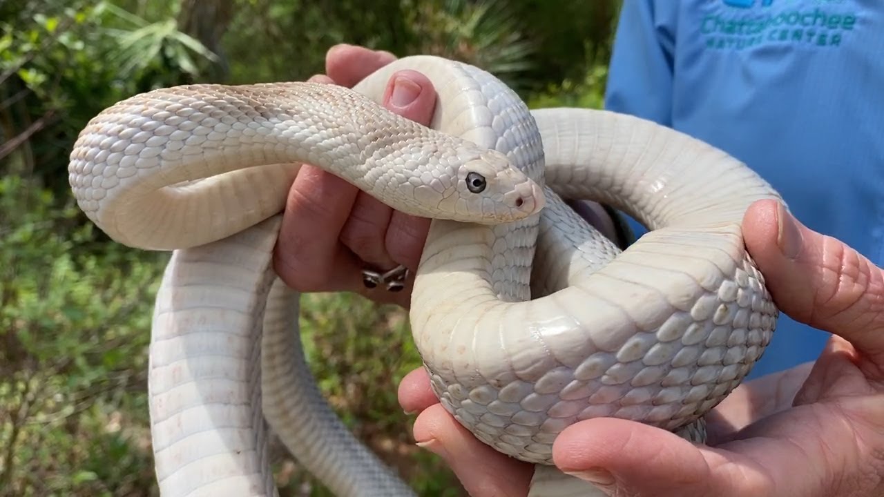Animals of the Coastal Plain