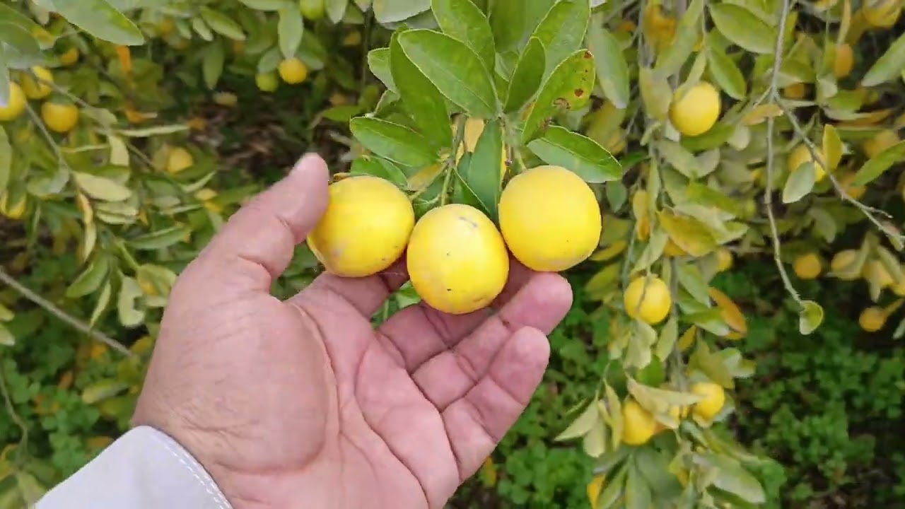 چائنہ لیمن کو ٹمپریچر زیادہ ہونے کی وجہ سے پانی ضرور لگائیں