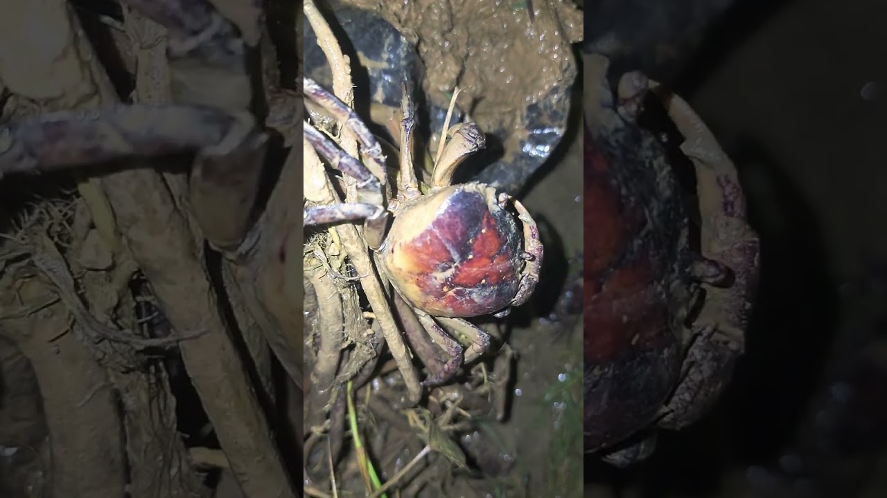មើលថតពេលយប់តិចមើល