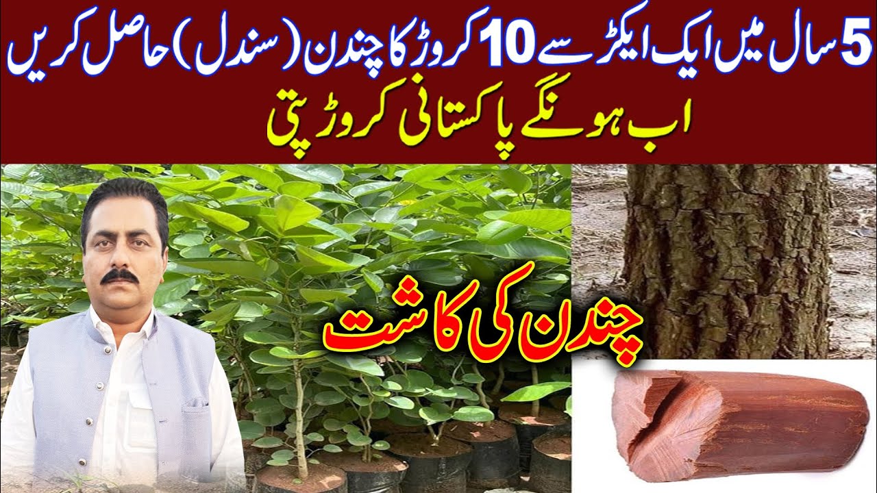 chandan ki kasht in Pakistan | chandan farming in Pakistan | chandan farms in Pakistan | sandal wood