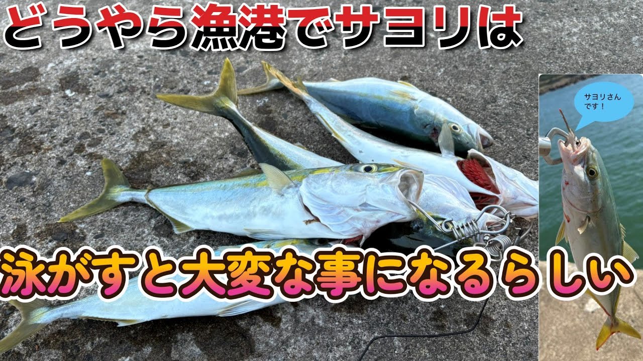 サヨリはどうやら漁港で【泳がせ釣り】をすると大変な事になるらしい