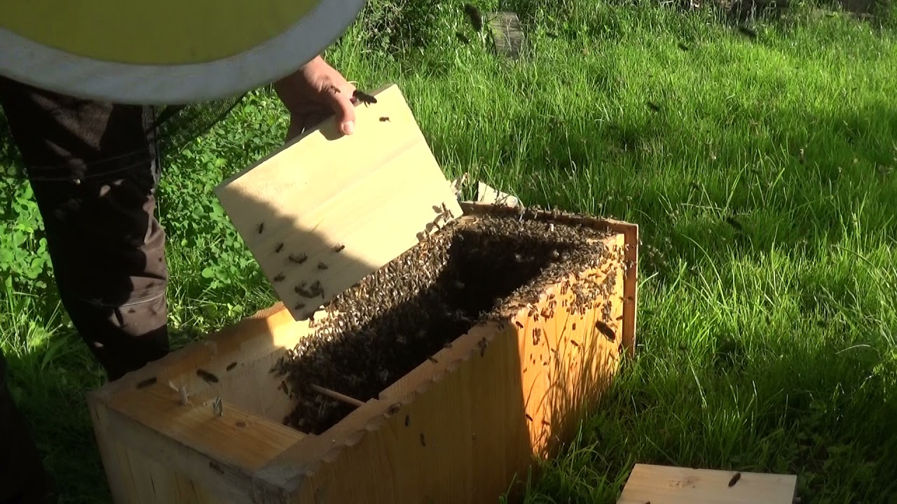 usazení roje do klátu 3.6.2021