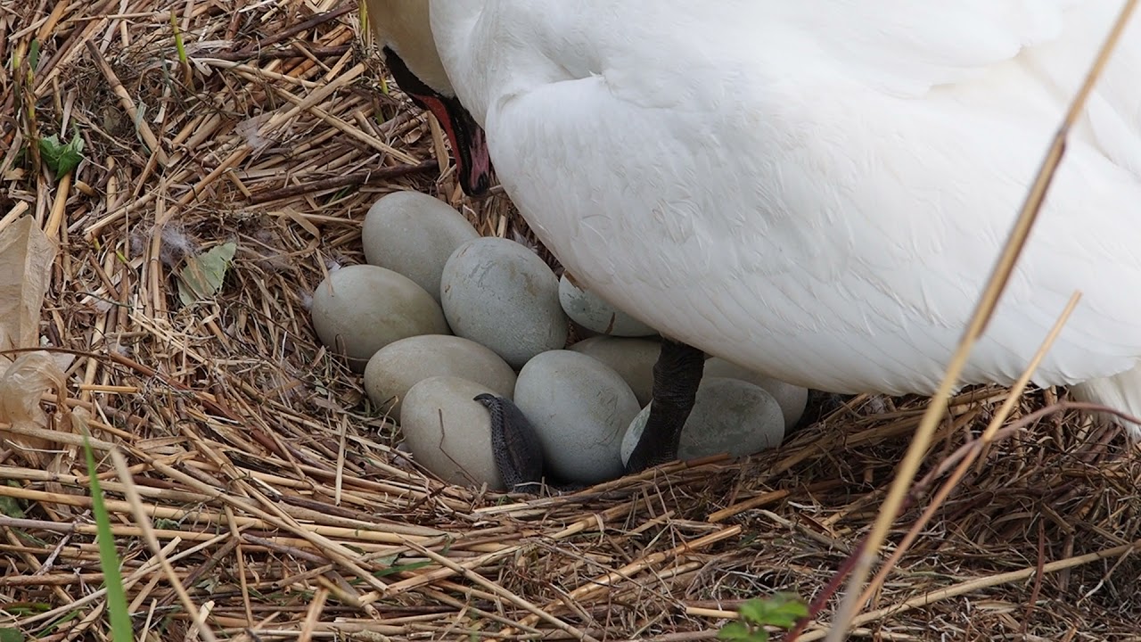 Dieser Schwan hat 14 Eier im Nest Bodensee Bodenseeforum 2021 This swan is hatching 14 eggs in nest