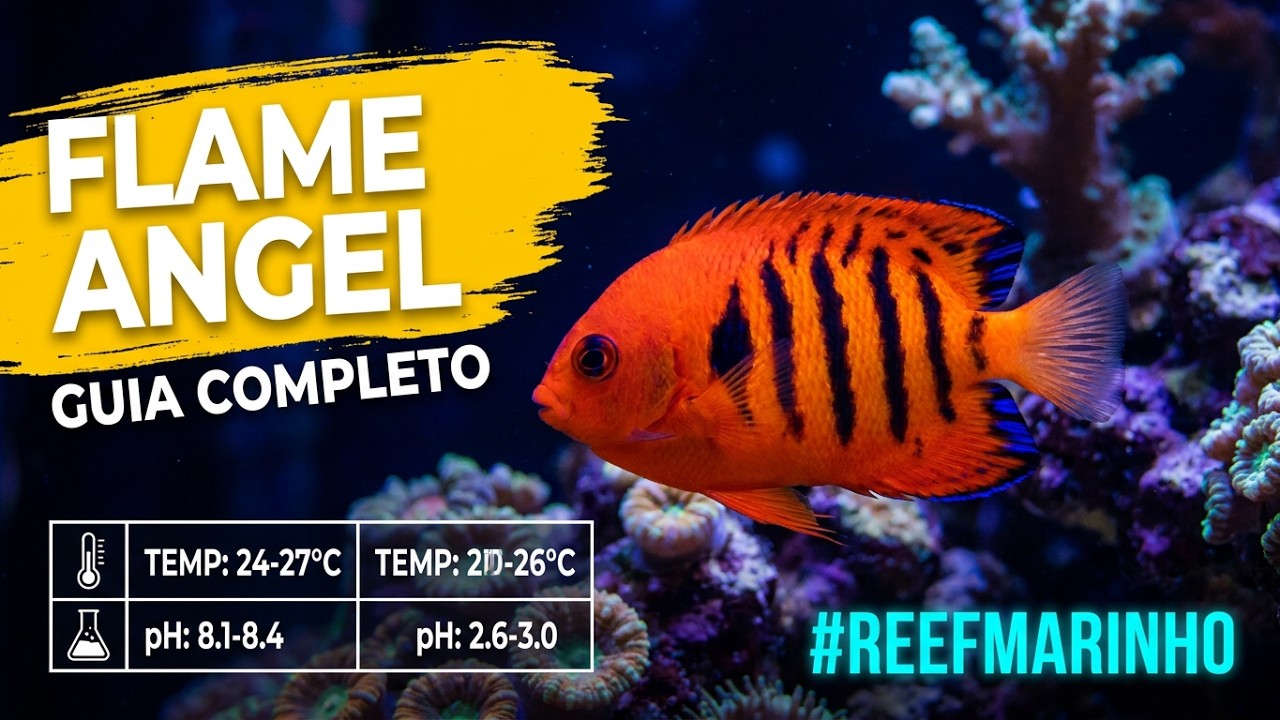 Aqu&aacute;rio Marinho -Flame Angelfish (Centropyge loricula) ReefWiki #aquariumfish #curiosidades #biology