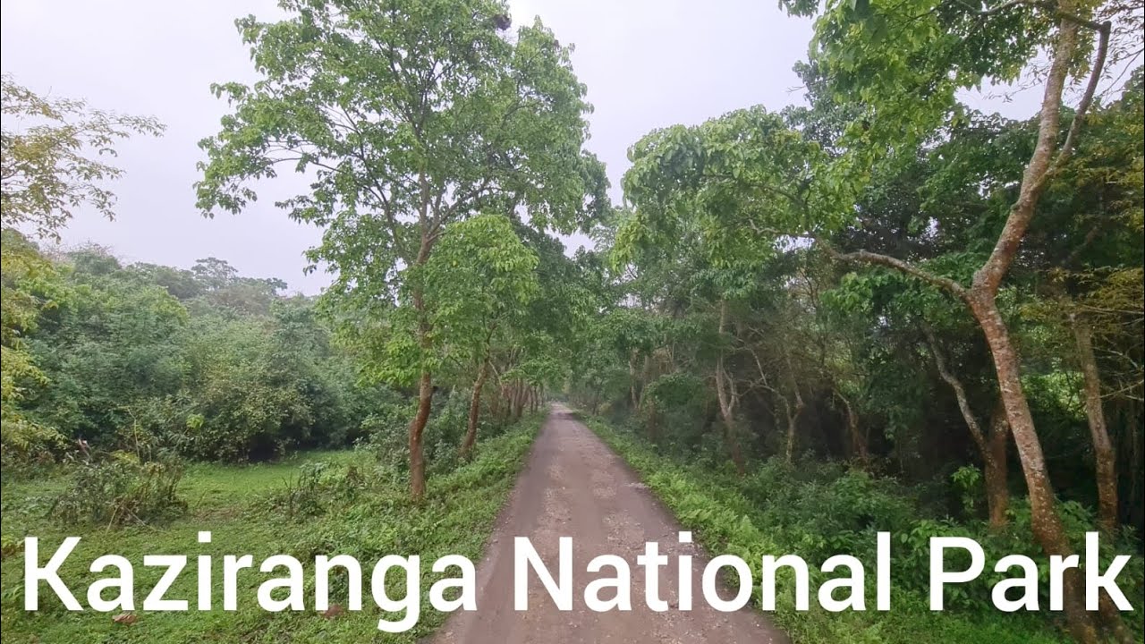 Kaziranga National Park Jungle Safari | Part 1