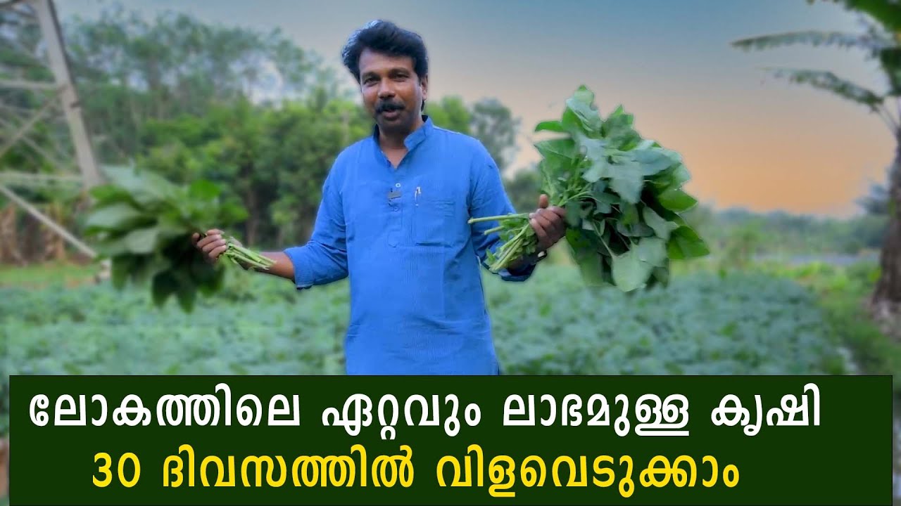 ലോകത്തിലെ ഏറ്റവും ലാഭമുള്ള കൃഷി 30 ദിവസത്തിൽ വിളവെടുക്കാം #agrownews