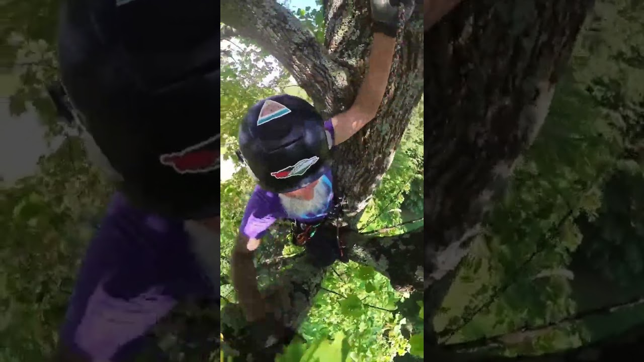 “Forest” #cat in a #tree #rescue
