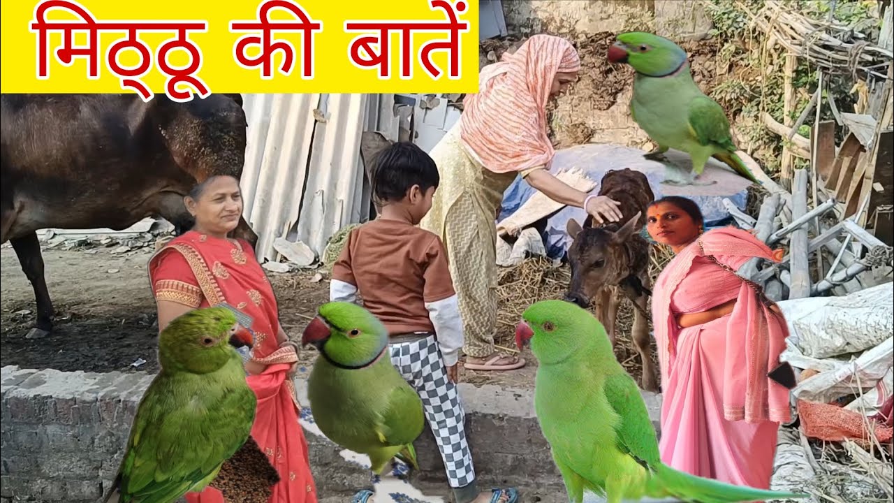 मिठ्ठू ने कहा कि कोई बात नहीं करते हैं मेरे से क्यों कि अब मिठ्ठू अकेली रह गई है मिठुठूकिबातें 