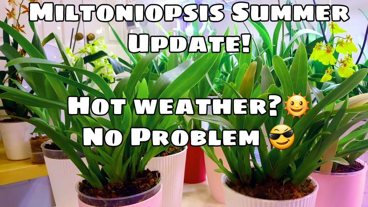 Летние новости о мильтониопсисе 2019 года! Всё ещё цветёт в тёплую погоду?