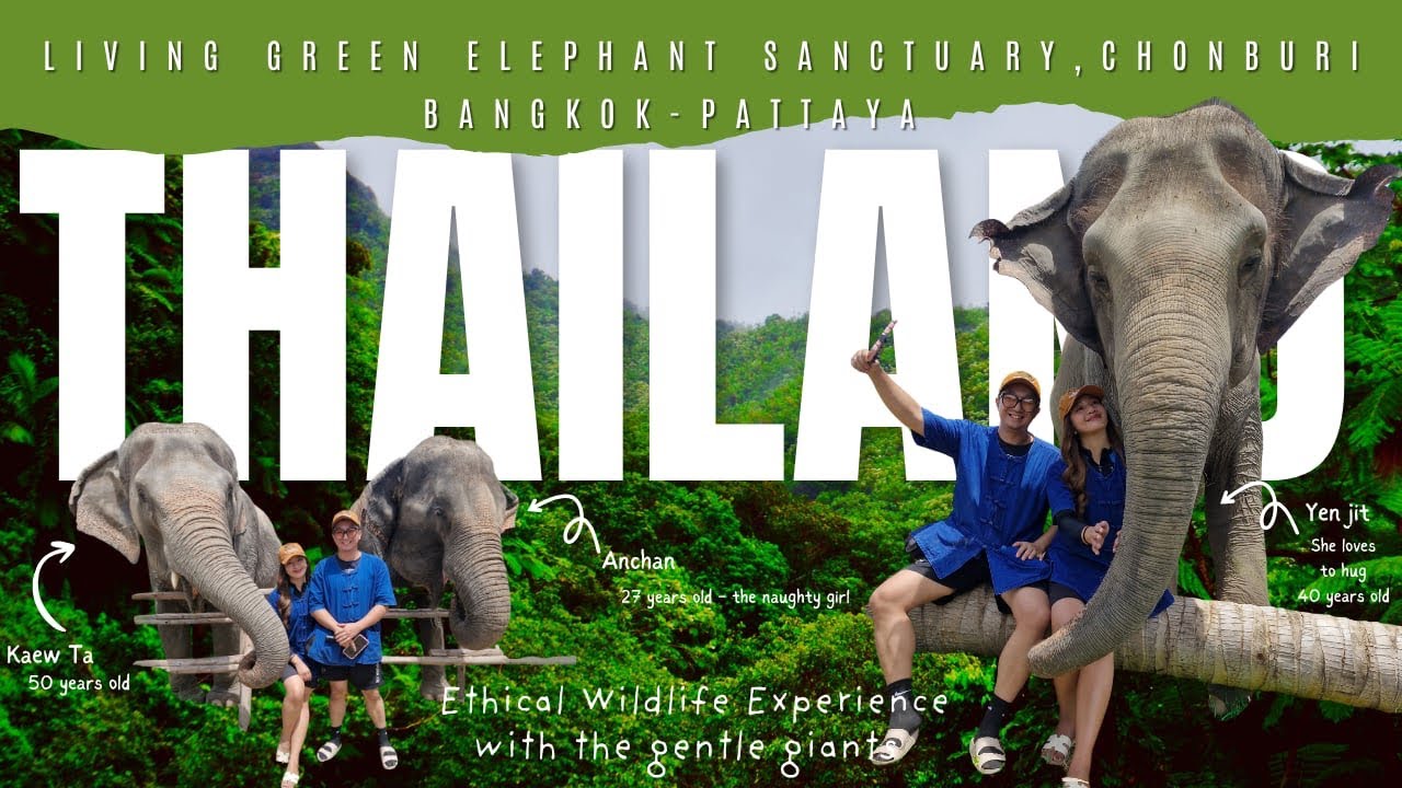 UNFORGETTABLE DAY WITH ELEPHANTS 🐘 | ETHICAL SANCTUARY EXPERIENCE in Thailand (Bangkok-Pattaya)