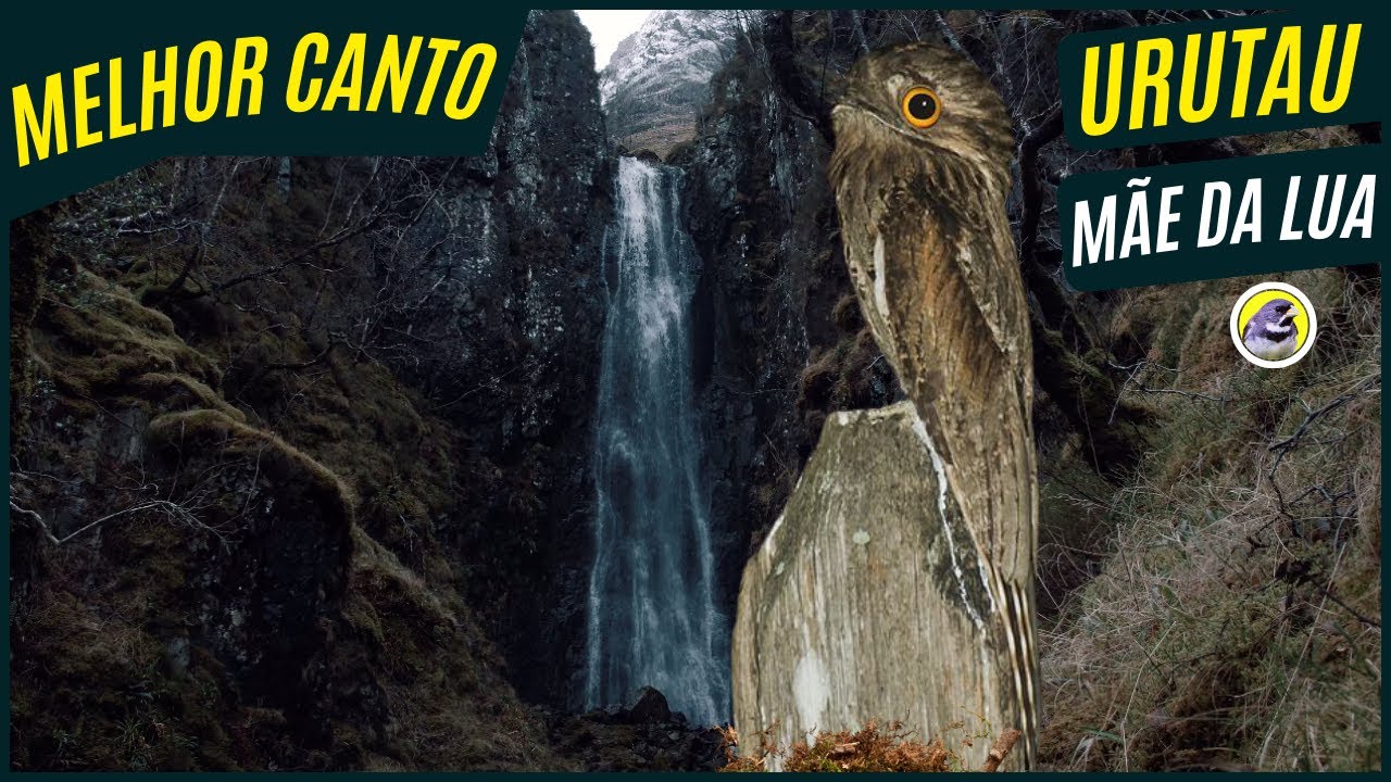 🐦 Meia Hora De Melhor Canto Do Urutau (Mãe Da Lua) Ave Noturna Que Canta a Noite┃Sons Da Natureza 🎶