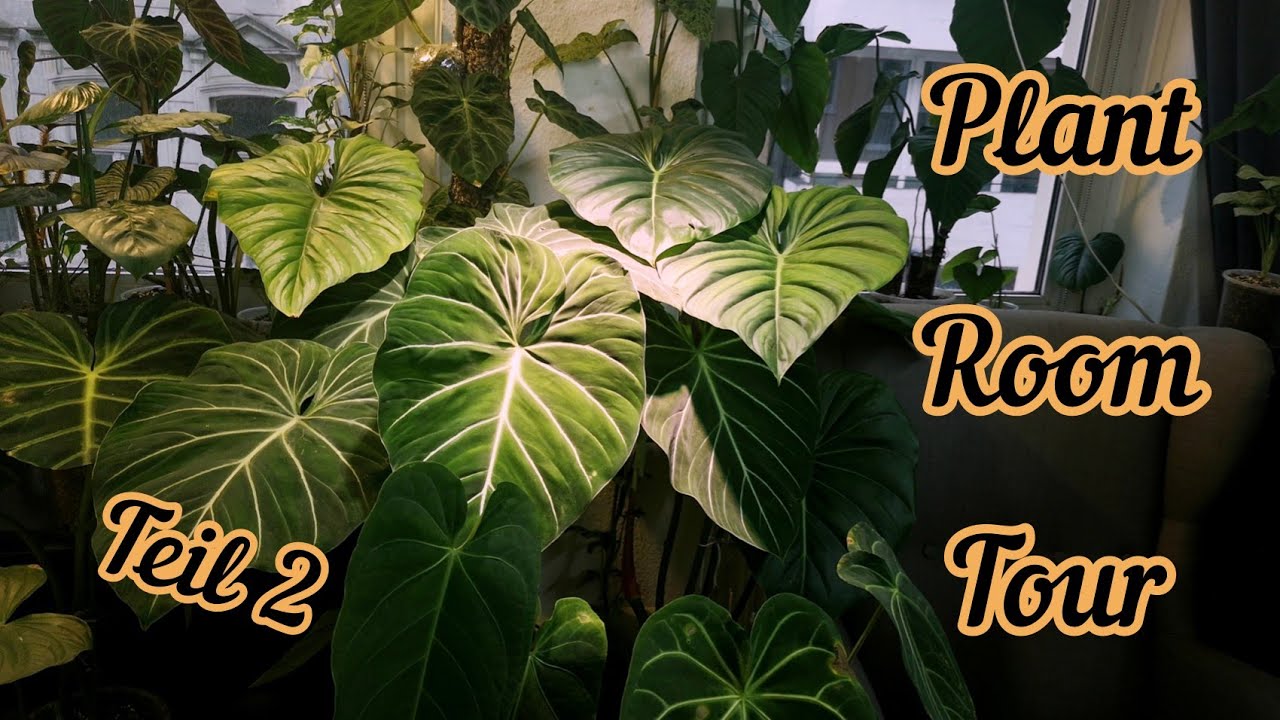 Plant Room Tour Teil 2 | Seltene tropische Zimmerpflanzen Raritäten