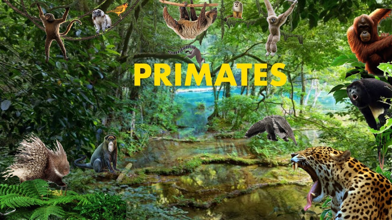 Uncaged Zoo Tours: Primates/South America| Birmingham Zoo#uncagedzootours