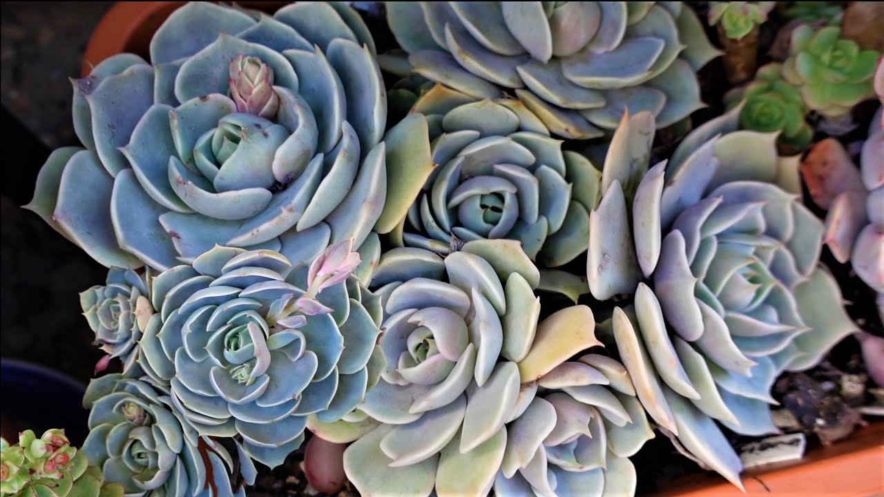 ECHEVERIA LOTUS - Echeveria Lola and Lilacina Lookalike | Growing Succulents with LizK
